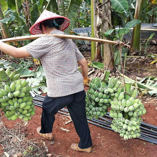 广西苹果蕉 粉蕉 非小米蕉  新鲜采摘 香甜软糯 商品图6
