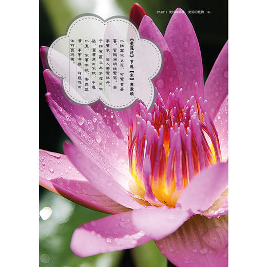 带孩子认花草 读诗词 商品图5