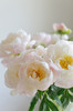 【预售！4.20起陆续发出】美国小姐芍药【愿你一半天真一半开朗，一半热烈一半坦荡】 进口品种芍药 2件包邮 顺丰空运直发 商品缩略图5
