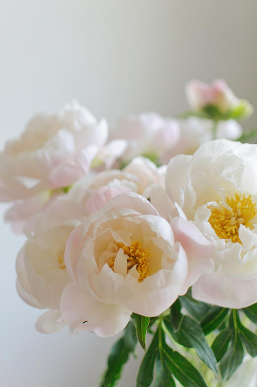 【预售！4.20起陆续发出】美国小姐芍药【愿你一半天真一半开朗，一半热烈一半坦荡】 进口品种芍药 2件包邮 顺丰空运直发 商品图5