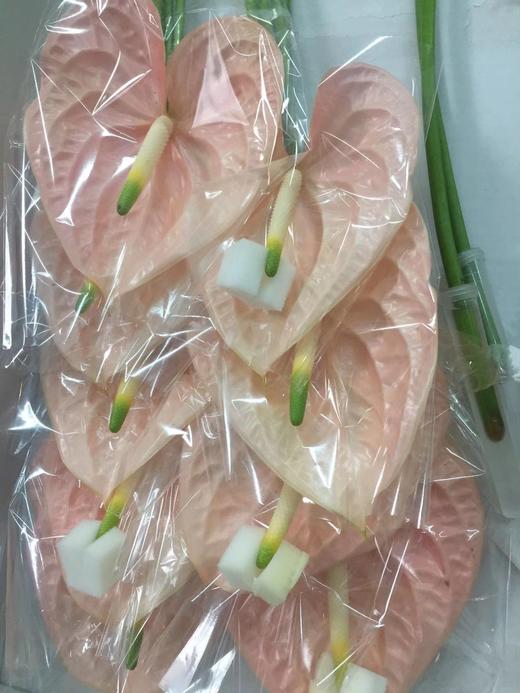 【绿光彩掌】干杯  香槟粉色 商品图5