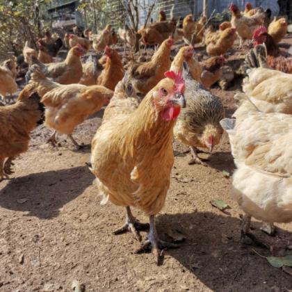 贵州滚山鸡（成年白皮公鸡）【2.5-3.0斤单只真空包装】 商品图0