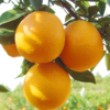 攀西脐橙【牛牛好货】 商品缩略图0