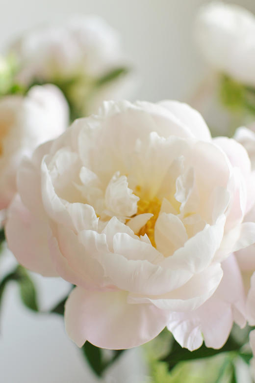 【预售！4.20起陆续发出】美国小姐芍药【愿你一半天真一半开朗，一半热烈一半坦荡】 进口品种芍药 2件包邮 顺丰空运直发 商品图4