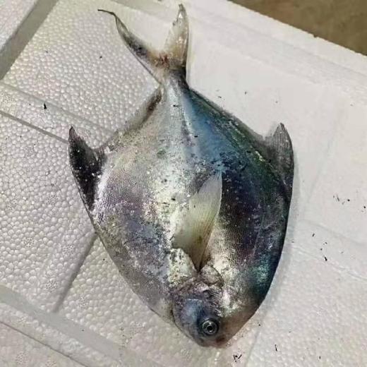 丨生态丨手工鱼丸 虾丸 鱼丸 紫菜丸 扇贝丸 马鲛鱼丸 鲨鱼丸 墨鱼丸 章鱼丸 墨汁丸 鳗鱼丸 商品图4