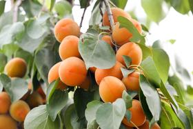  寻找记忆里的杏树 