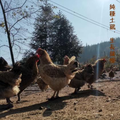 贵州滚山鸡（成年白皮公鸡）【2.5-3.0斤单只真空包装】 商品图1