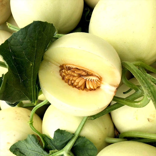 【新品上市·头茬尝鲜】陕西头茬阎良甜瓜 白皮白肉小籽爆甜当季新鲜蜜瓜 当季新鲜水果 现摘现发 商品图5