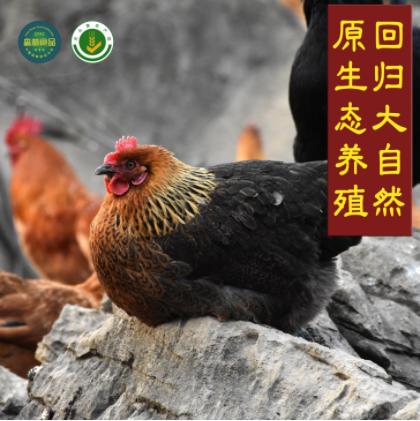 贵州滚山鸡（成年白皮公鸡）【2.5-3.0斤单只真空包装】 商品图2