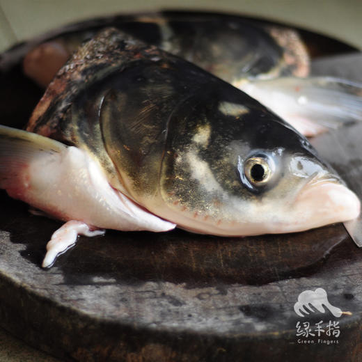 生态大头鱼分段 | 合作生产 * Eco-bighead Carp | Coproduction 商品图0