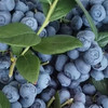 串枝蓝莓 商品缩略图7