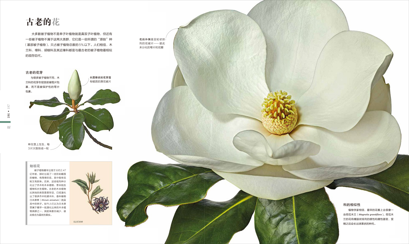 Dk植物大百科 鹿石花植商城