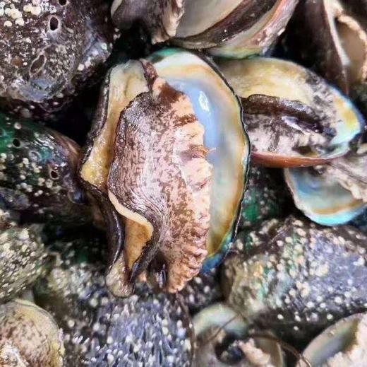 丨生态丨野生海捕鲍鱼干 自然晒干，无化学添加 商品图1