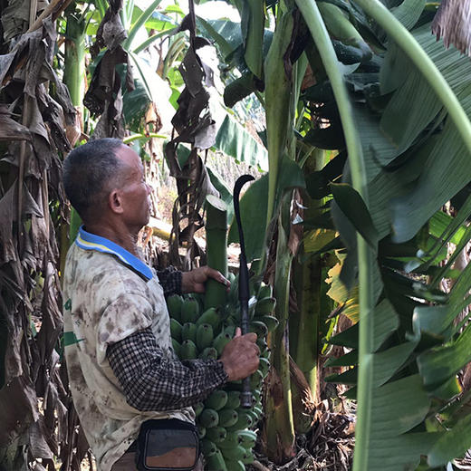 广西苹果蕉 粉蕉 非小米蕉  新鲜采摘 香甜软糯 商品图5