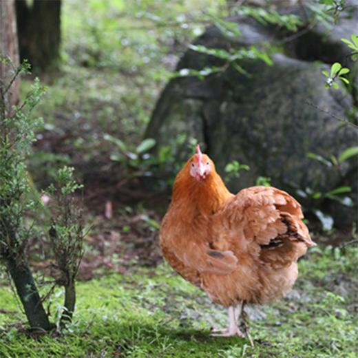 花秋土鸡小母鸡【冷链配送】 商品图0