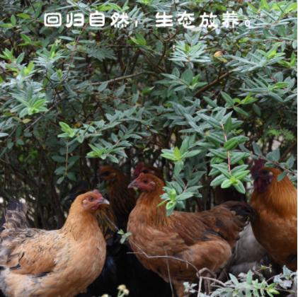 贵州滚山鸡（成年白皮公鸡）【2.5-3.0斤单只真空包装】 商品图3