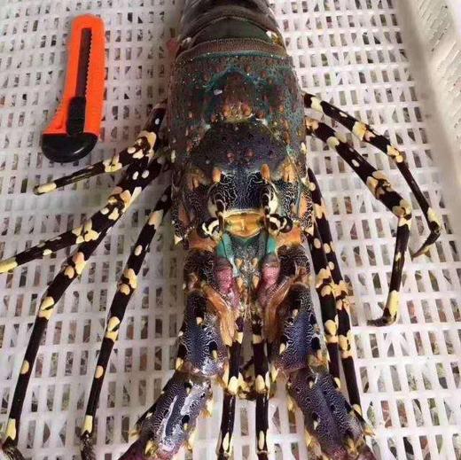 丨生态丨野生海捕虾类加工品  虾干 虾皮 虾粉  自然晒干，无化学添加 商品图3