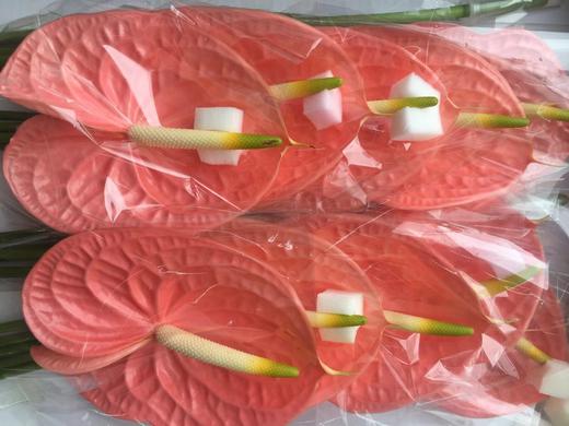 【绿光彩掌】山特 深粉 单枝 商品图3