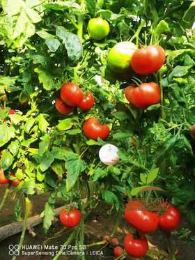 冷棚西红柿应该如何追肥