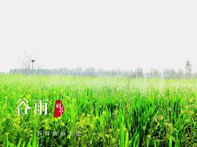  谷雨｜穀得雨而生 