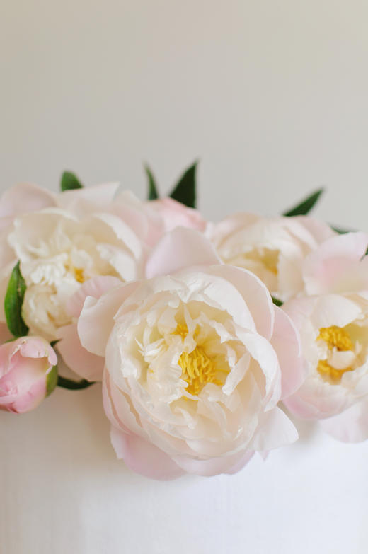 【预售！4.20起陆续发出】美国小姐芍药【愿你一半天真一半开朗，一半热烈一半坦荡】 进口品种芍药 2件包邮 顺丰空运直发 商品图6