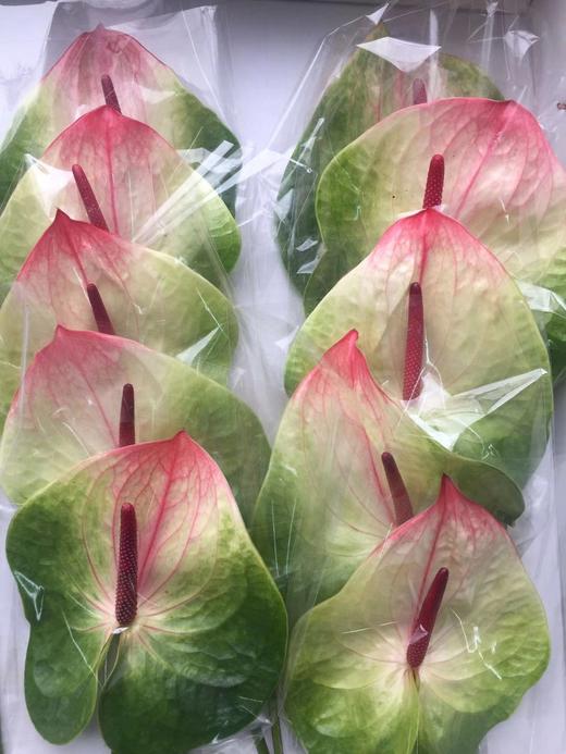 【绿光彩掌】蟠桃/赛菲拉  红间绿掌 商品图4