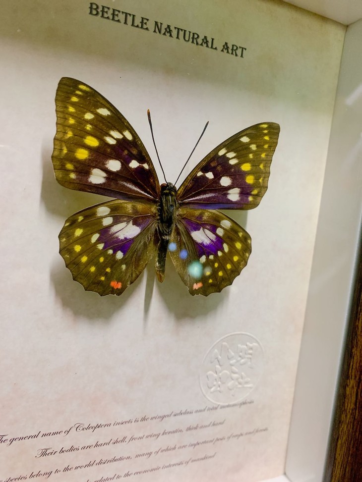 昆虫标本 大紫蛱蝶 日本国蝶 工艺品摆件礼物【小明虫社】x【rlyl的