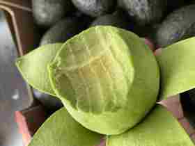 秘鲁/智利即食牛油果 大果，味道浓郁