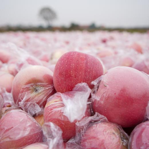 【红富士苹果5斤】| 甜脆多汁，果肉鲜嫩，农家种植，吃的放心 商品图4
