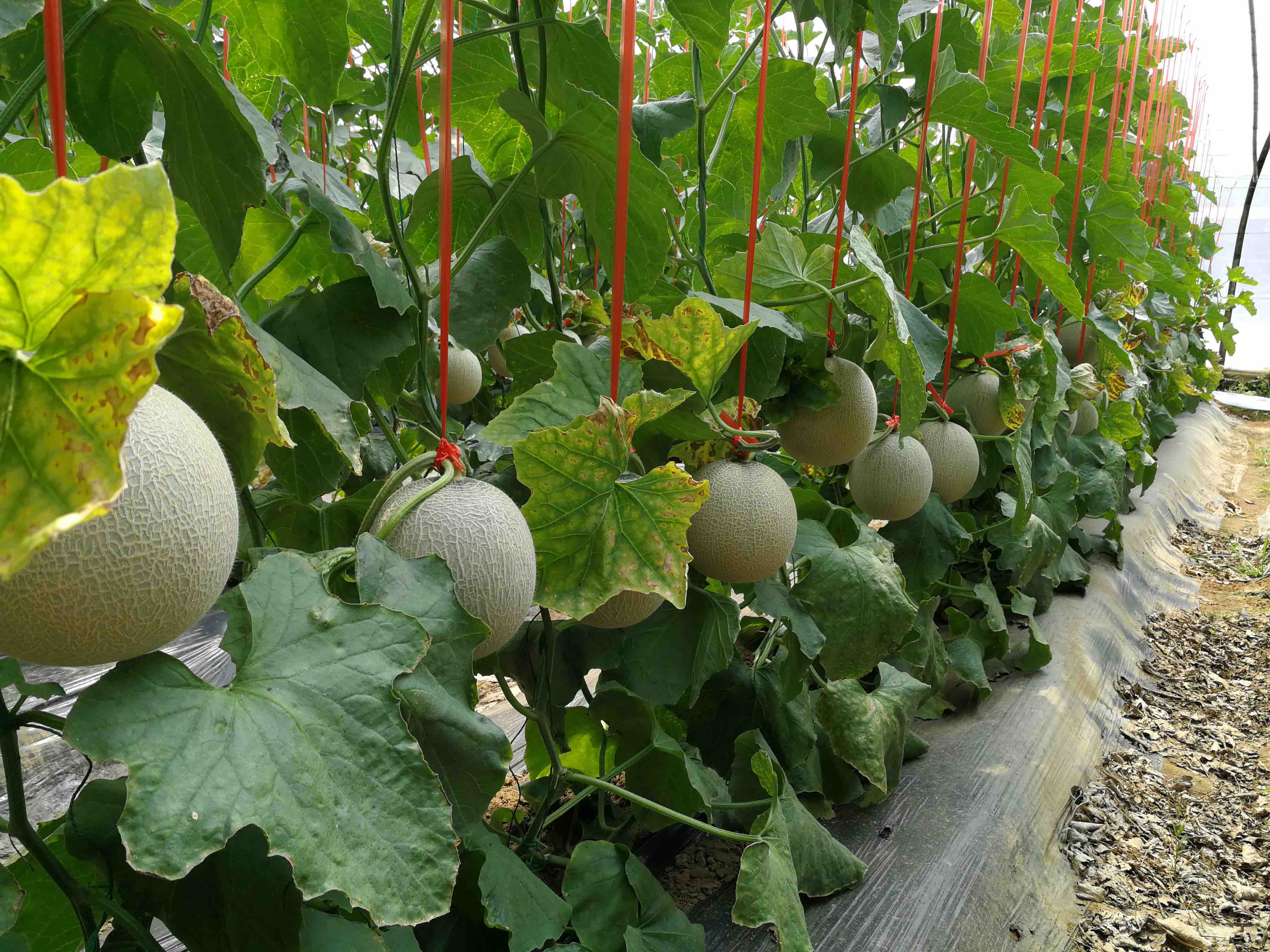 阳醇蜜网纹瓜一藤一瓜浓甜醇香农场直发