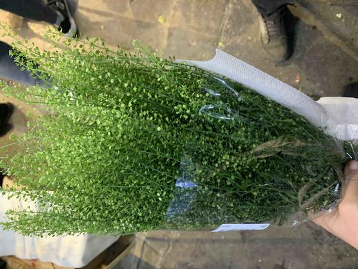 绿铃草 商品图2