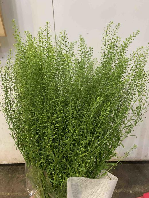 绿铃草 商品图0