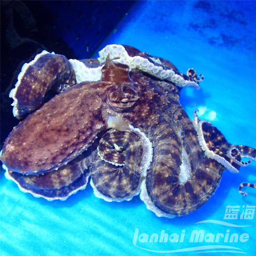 百变八爪鱼 商品图4