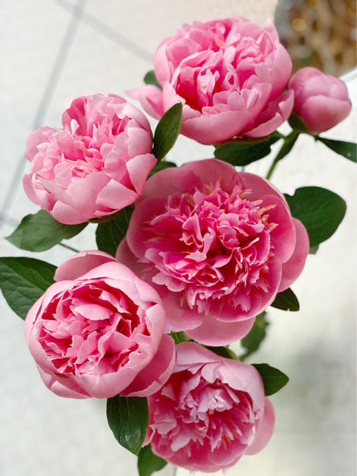 【预售！4.20起陆续发货】蚀刻鲑鱼芍药【你值得我向所有人炫耀，我为爱你而倍感骄傲】简小姐精选 昂贵鲑鱼色芍药 蚀刻鲑鱼 2束包邮 顺丰空运直发 商品图3