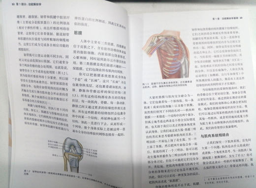 功能性瑜伽解剖学：科学、易懂、实用的瑜伽解剖书，超宝藏图书，破解众多迷思，助力瑜伽持续精进，来自瑜伽垫上的独立思考，内容不与任何瑜伽书雷同，英国、美国瑜伽学院指定读物 商品图3