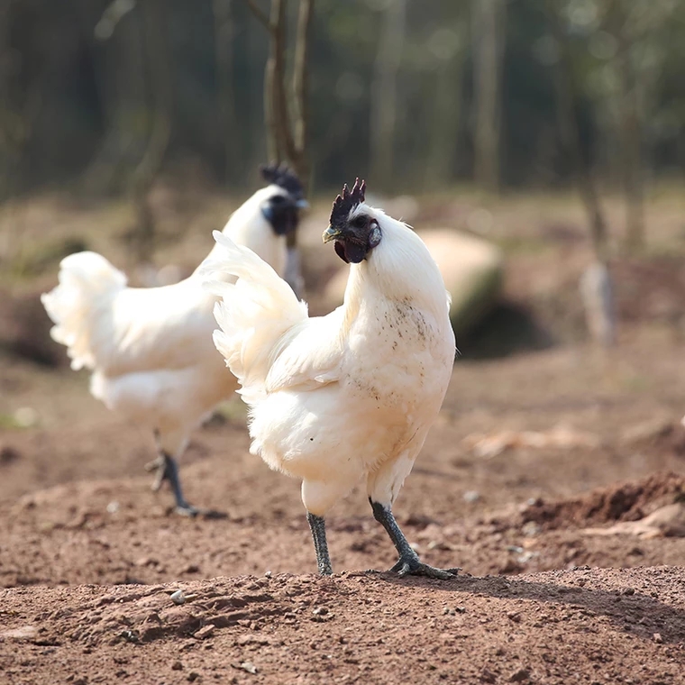 白毛乌骨鸡