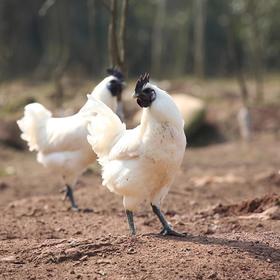白毛乌骨鸡