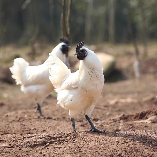白毛乌骨鸡 商品图0