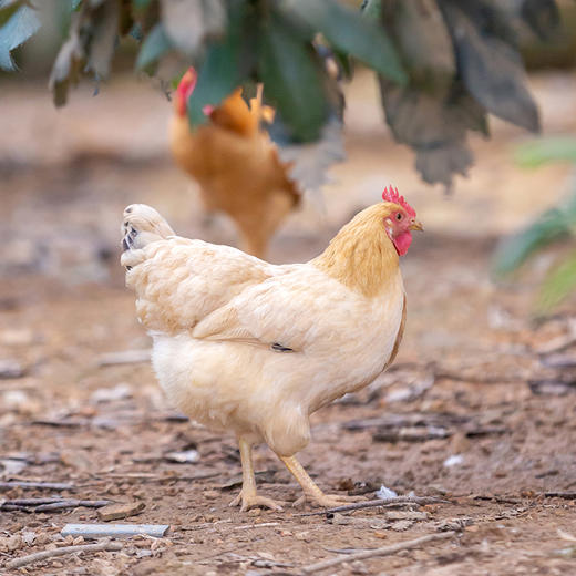 老母鸡 商品图2