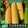 【非转基因】云南金银水果玉米 新鲜当季 生吃爆浆嫩甜玉米棒 商品缩略图1