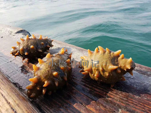 深海野生海参（9年老参龄）不加料纯货 高泡发率一斤60-80头左右 商品图12