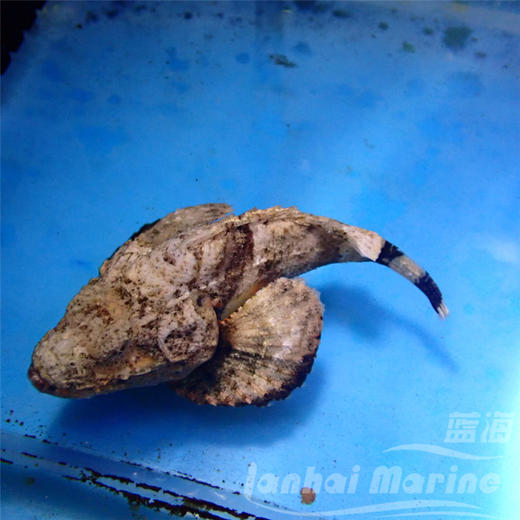 驼背石头鱼 商品图3