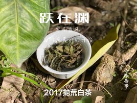 8年陈抛荒白茶，2017抛荒春白茶来了，它的野，不如荒野，却远超荒野