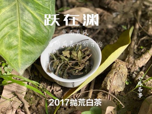 8年陈抛荒白茶，2017抛荒春白茶来了，它的野，不如荒野，却远超荒野 商品图0