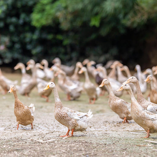 老水鸭 商品图1