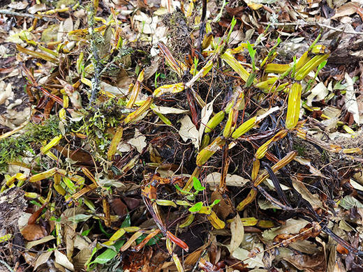 永德大雪山千年古树野生月光白茶2021春200g 手工茶饼 商品图6