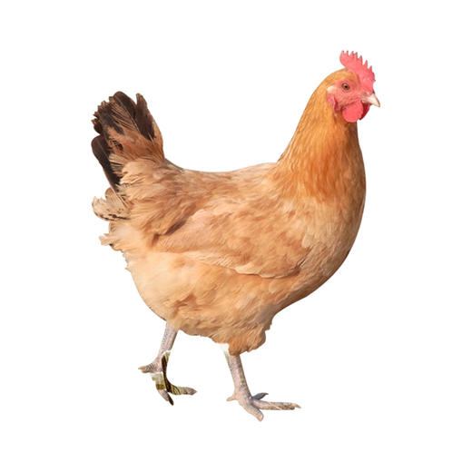 义箪稻粱有机散养鸡土鸡约2斤 商品图0