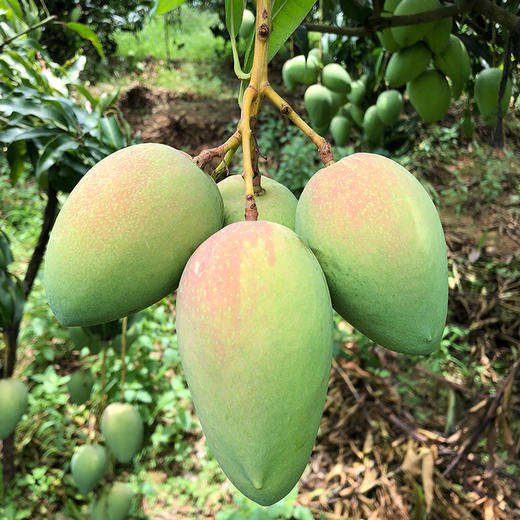 【广西•台农芒果】新鲜应季芒果 果味浓郁 香甜多汁肉厚核薄 果肉顺滑 甜而不腻 金黄品质～ 商品图7