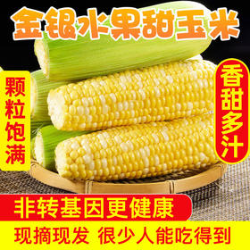 【非转基因】云南金银水果玉米 新鲜当季 生吃爆浆嫩甜玉米棒