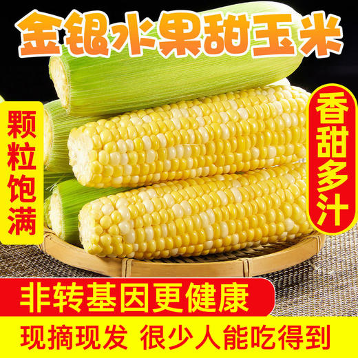 【非转基因】云南金银水果玉米 新鲜当季 生吃爆浆嫩甜玉米棒 商品图0